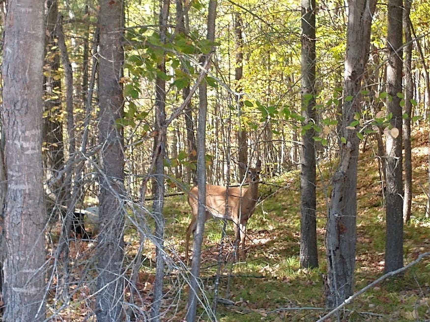 A doe, a deer, a female deer — she is standing in woodland beside Opinicon Road, unimpressed by the photographer and yet also unmoved and unconcerned.