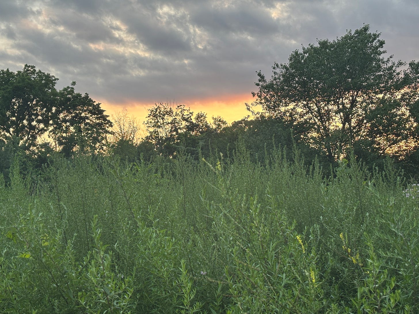 Tall green meadow grasses in the foreground with dense trees silhouetted against a glowing sunset. The sky is streaked with warm orange and yellow light beneath soft, gray clouds.