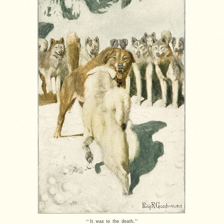 - A bookplate image of Jack London's "Call of the Wild" where Buck watches one wolf brutally attack another - A sepia-toned bookplate of Buck looking lovingly at his master - An image of the first pages of the first edition with illustrations