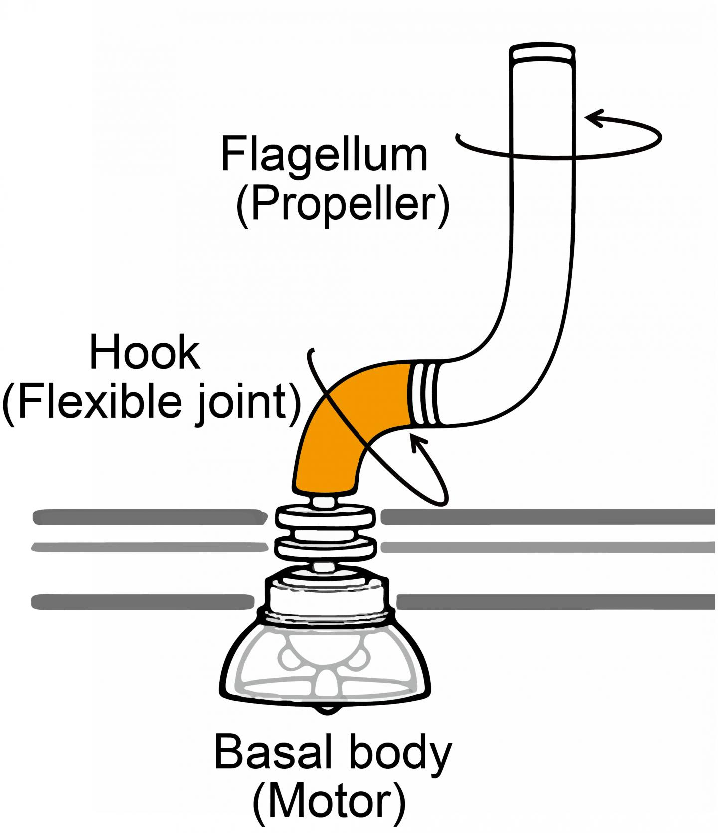 The Bacterial Flagellum [IMAGE] | EurekAlert! Science News Releases