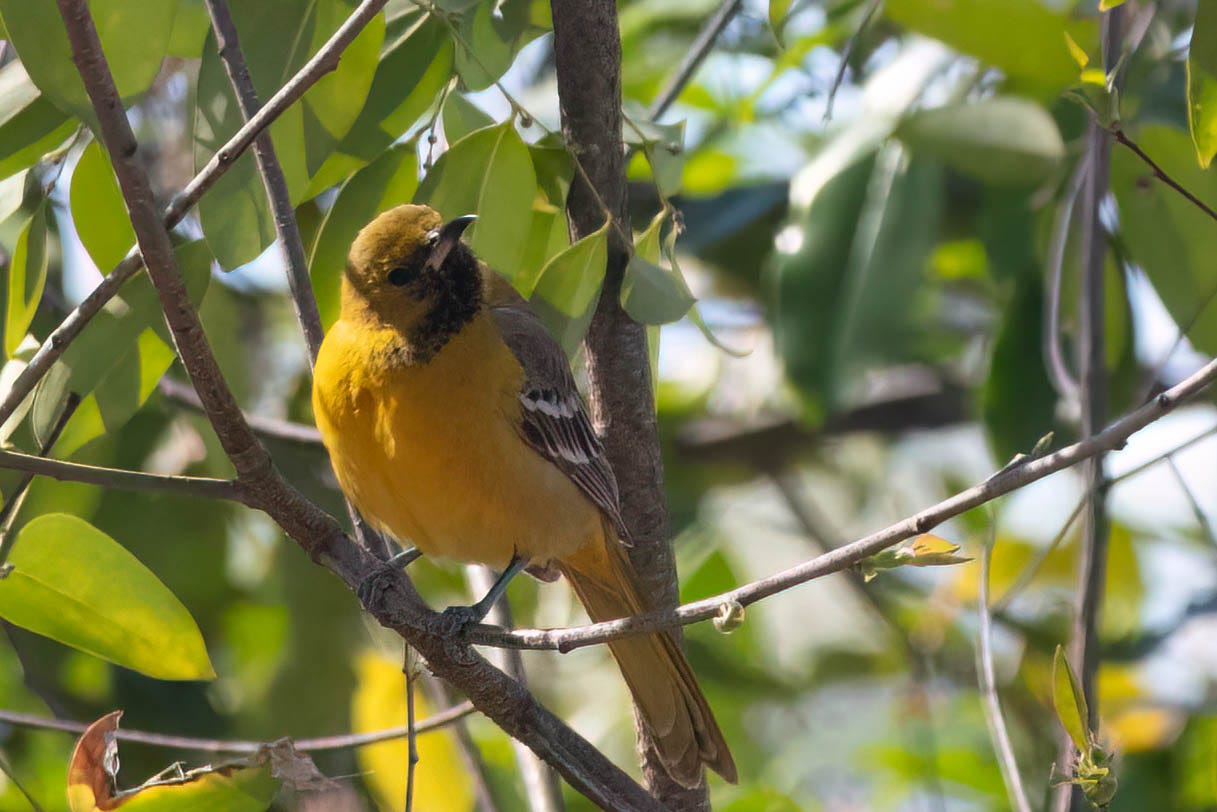 A hooded oriole perched on a slender branch that arcs from the center to the top left of the frame, forming a V with branch standing straight from the center bottom to top of the frame. Other twiggy branches crisscross over the leafy background. The hooded oriole is a bright yellow bird, a saturated yellow with a hint of orange, and a black patch running from the base of his curved, sharp bill down his throat. His gray wings, barred with white, are folded over his back. His body is facing the camera, not quite directly but not quite in three quarter profile, and his head is turned towards the right of the frame but tilted slightly to one side as though pondering something. His black eye is bright and lively.