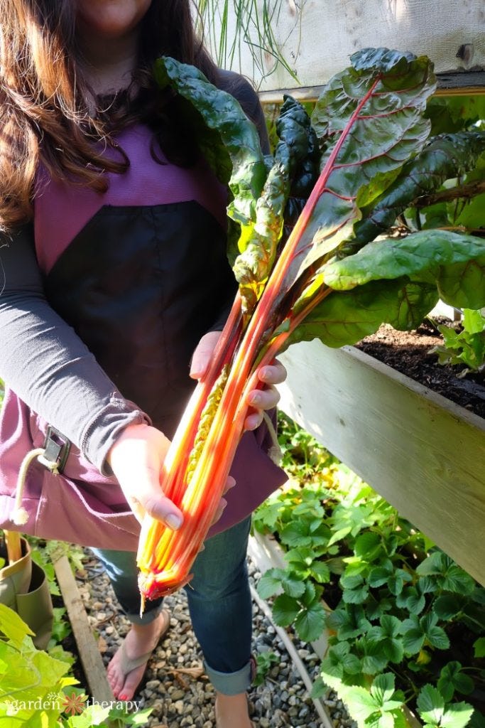Stephanie Holding Harvested Swiss Chard as a fall vegetable