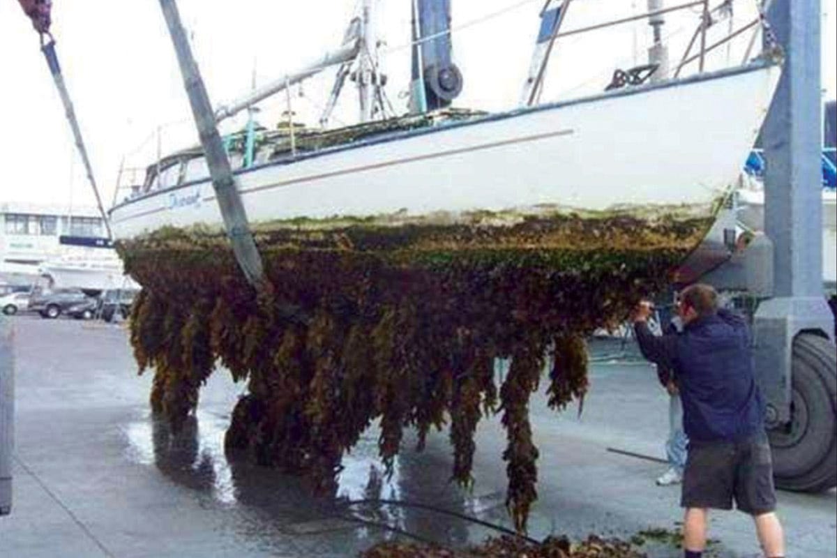 Algae On Boat