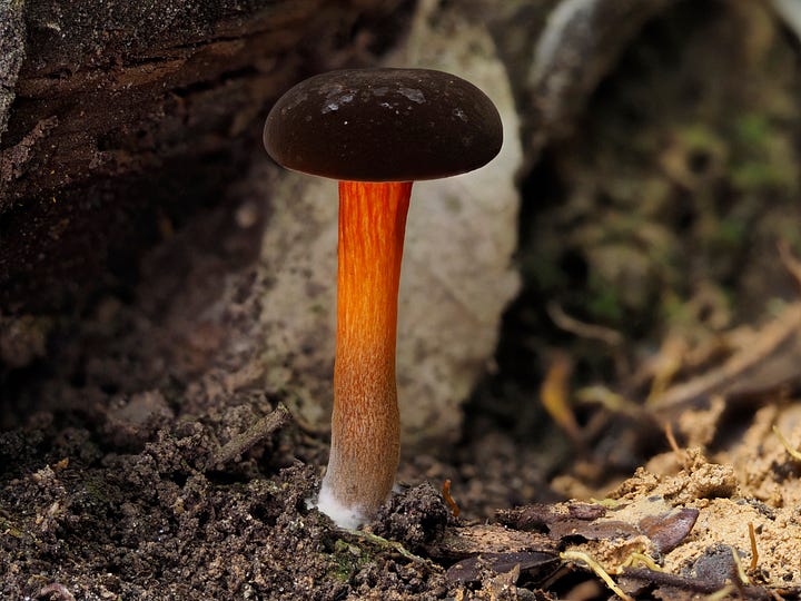 Tylopilus cervinicoccineus