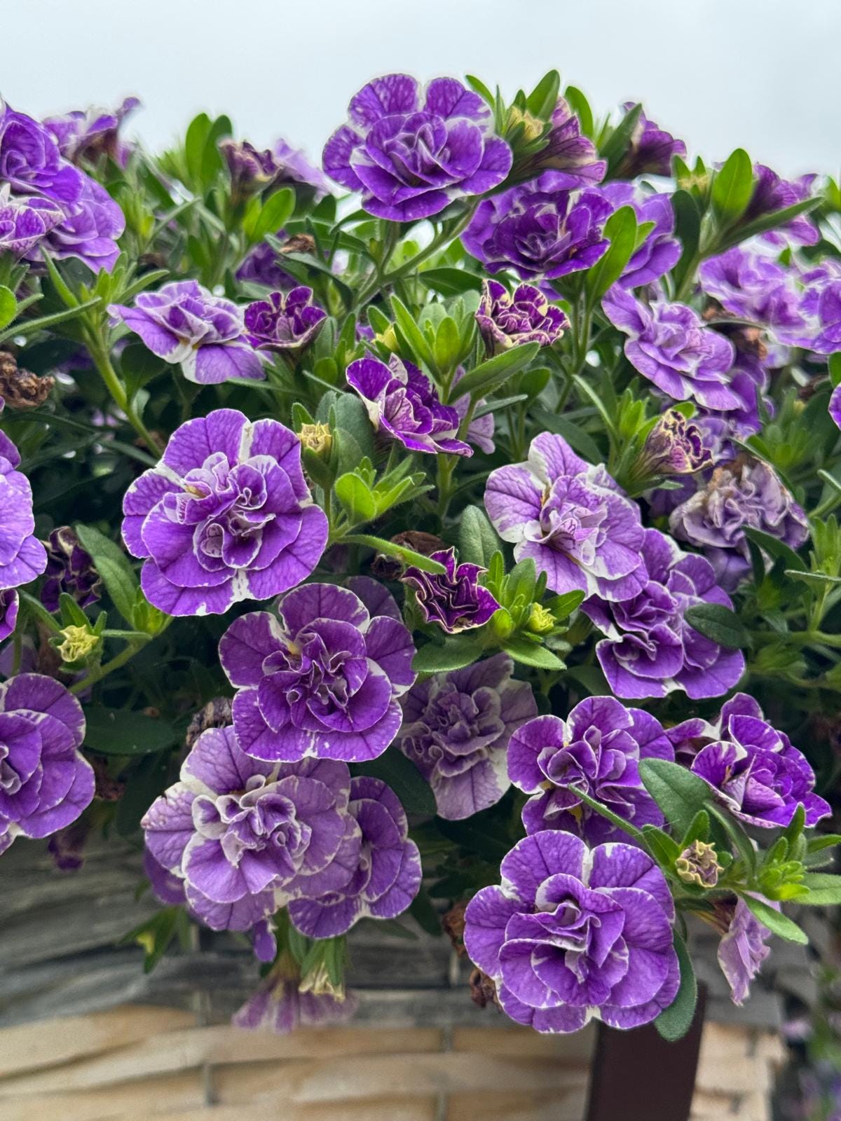 5 plants you must grow from Ball Colegrave (part 2)
