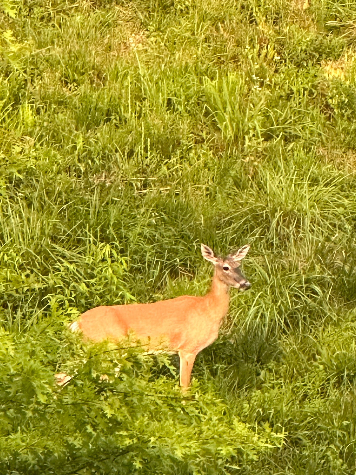 Young deer on grassy ridge. Young deer on grassy ridge.