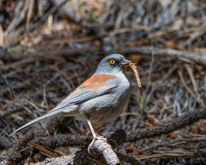 20260521-MountLemmon-192-Edit-Edit.jpg