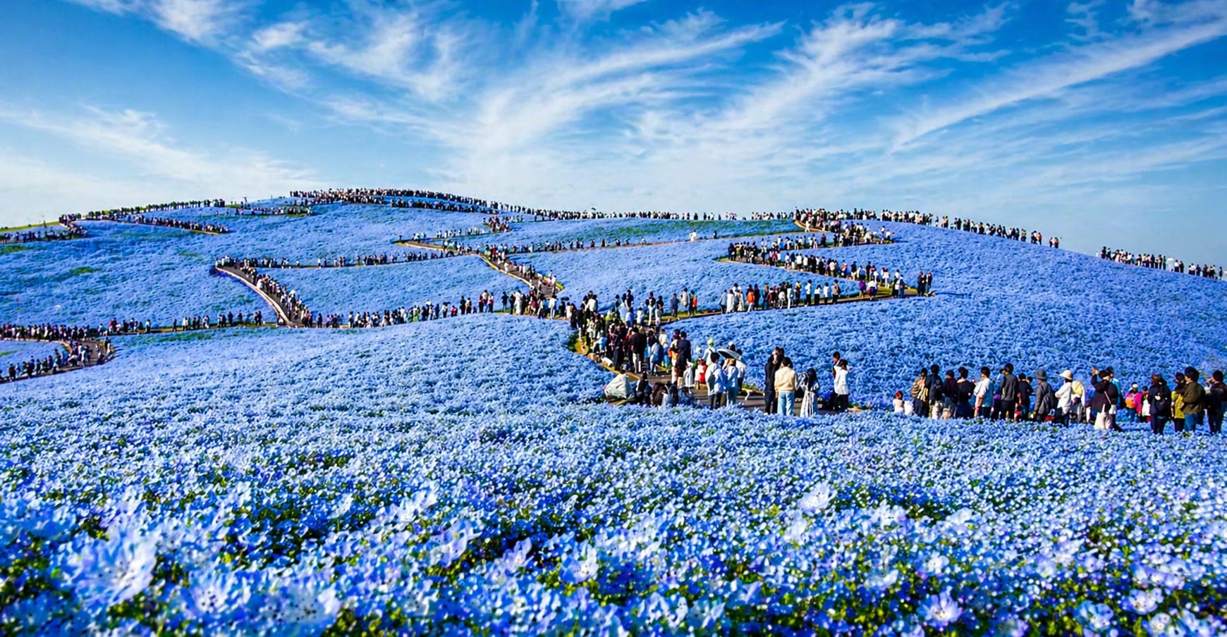 A fragile field that refuses to stay small 🌿 Millions of quiet blooms, each one unseen on its own, yet together they turn the earth into something that looks like heaven.