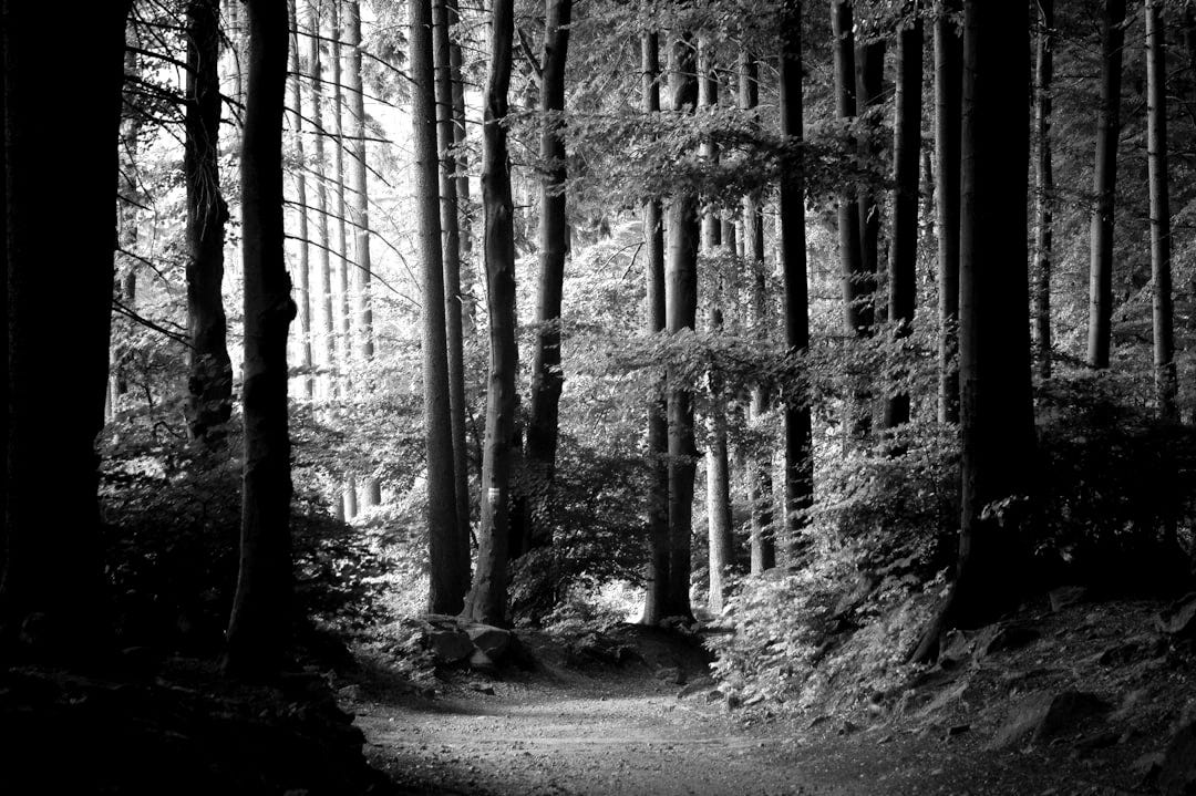 forest trees forest trees