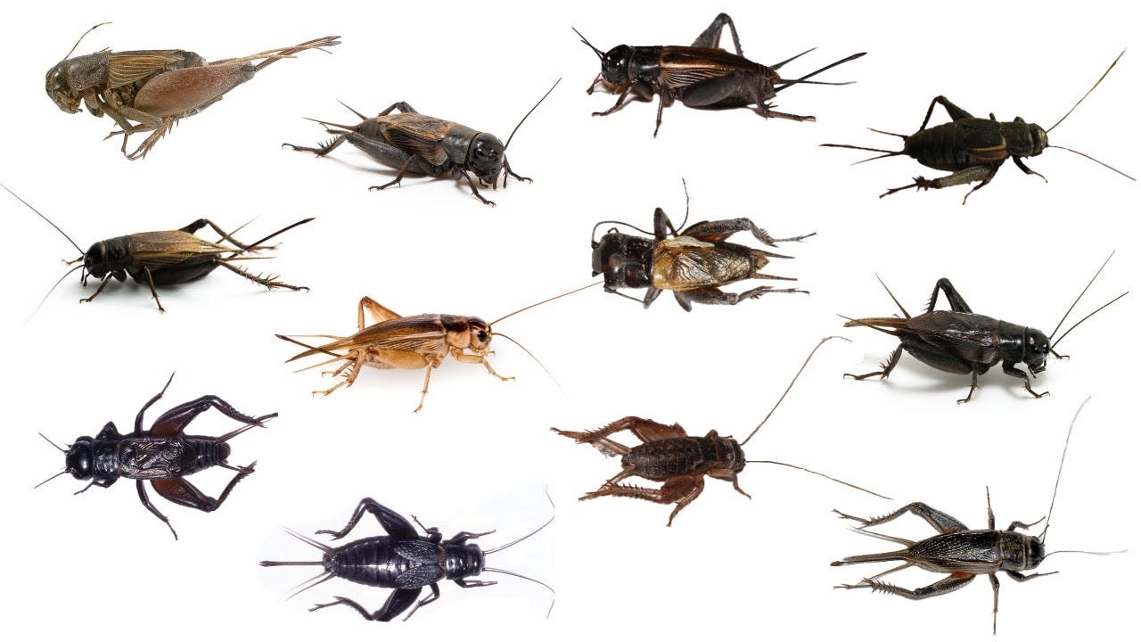 Image of a dozen different varieties of crickets
