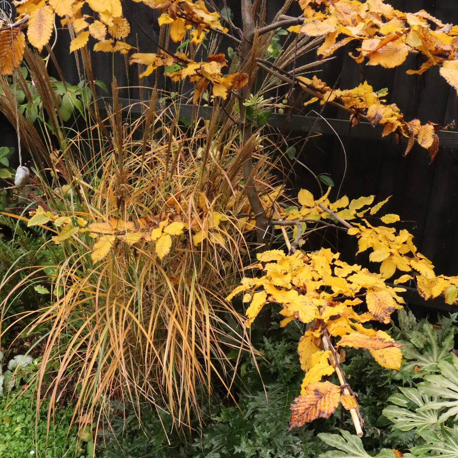 Various autumn leaves in a garden border, the brightest being on a hornbeam Niwaki