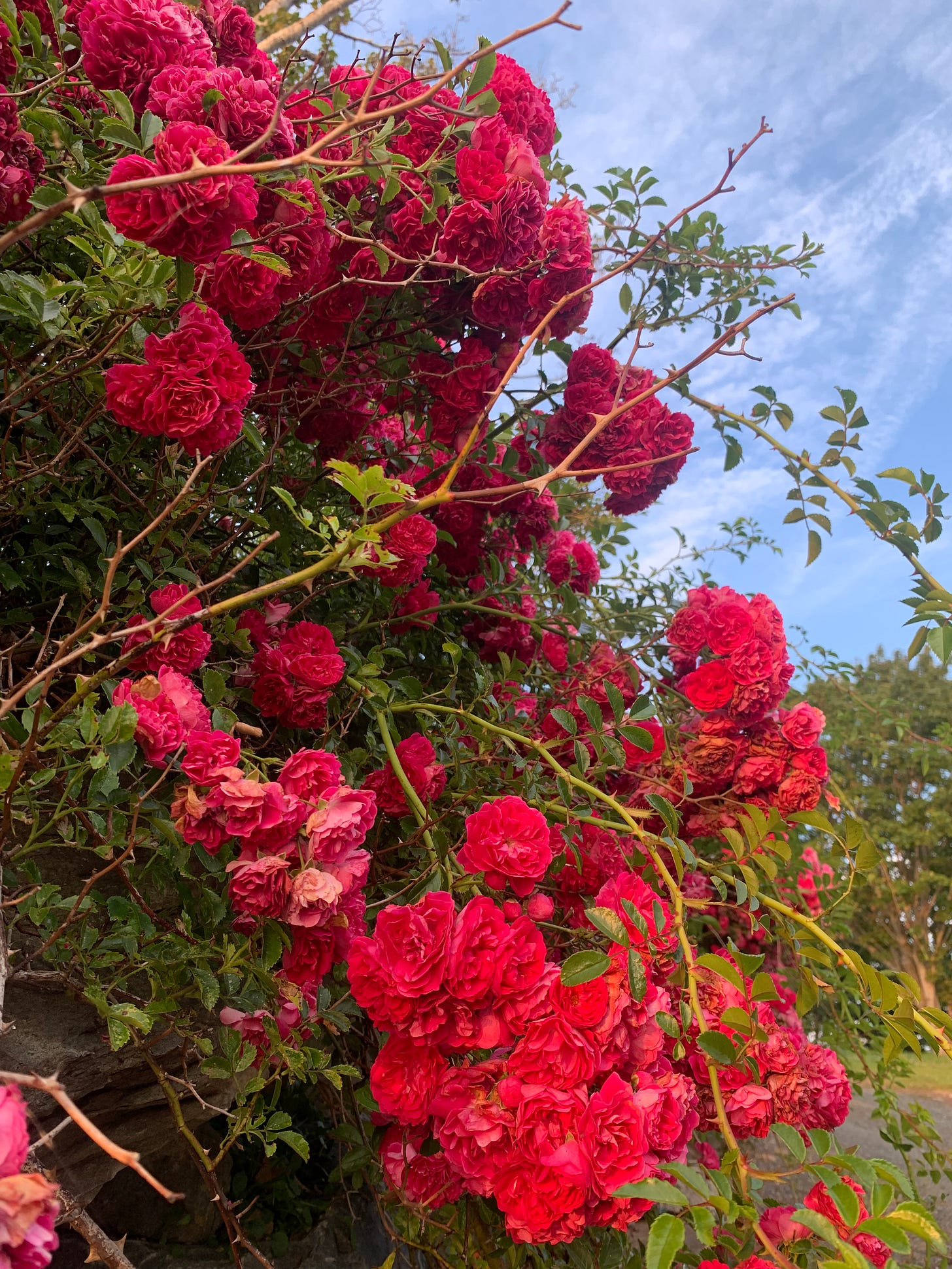 A profusion of roses spills over the side of a rock wall. They are gorgeous and bright pink, but hide a squadron of mosquitos. A profusion of roses spills over the side of a rock wall. They are gorgeous and bright pink, but hide a squadron of mosquitos.