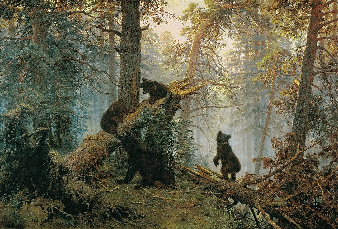 Bear cubs in a foggy Russian pine forest at dawn Bear cubs in a foggy Russian pine forest at dawn