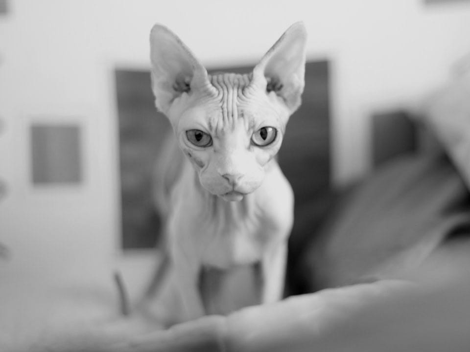 white cat on brown textile