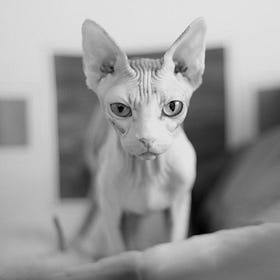The Mad Ophelias: Chapter 9
