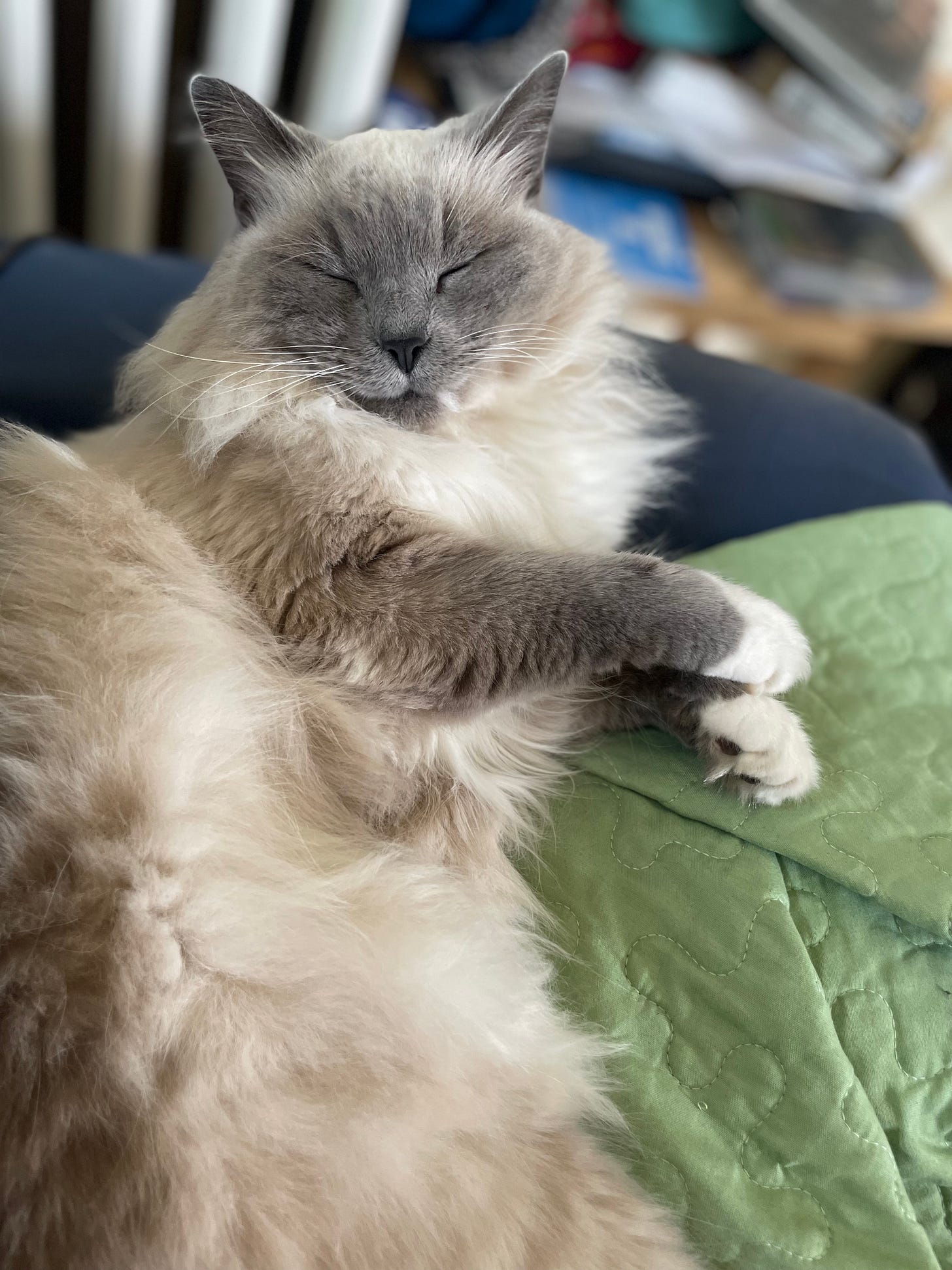 Seffi, a grey, cream, and white ragdoll cat, sleeps on me with her front paws crossed and a happy expression.