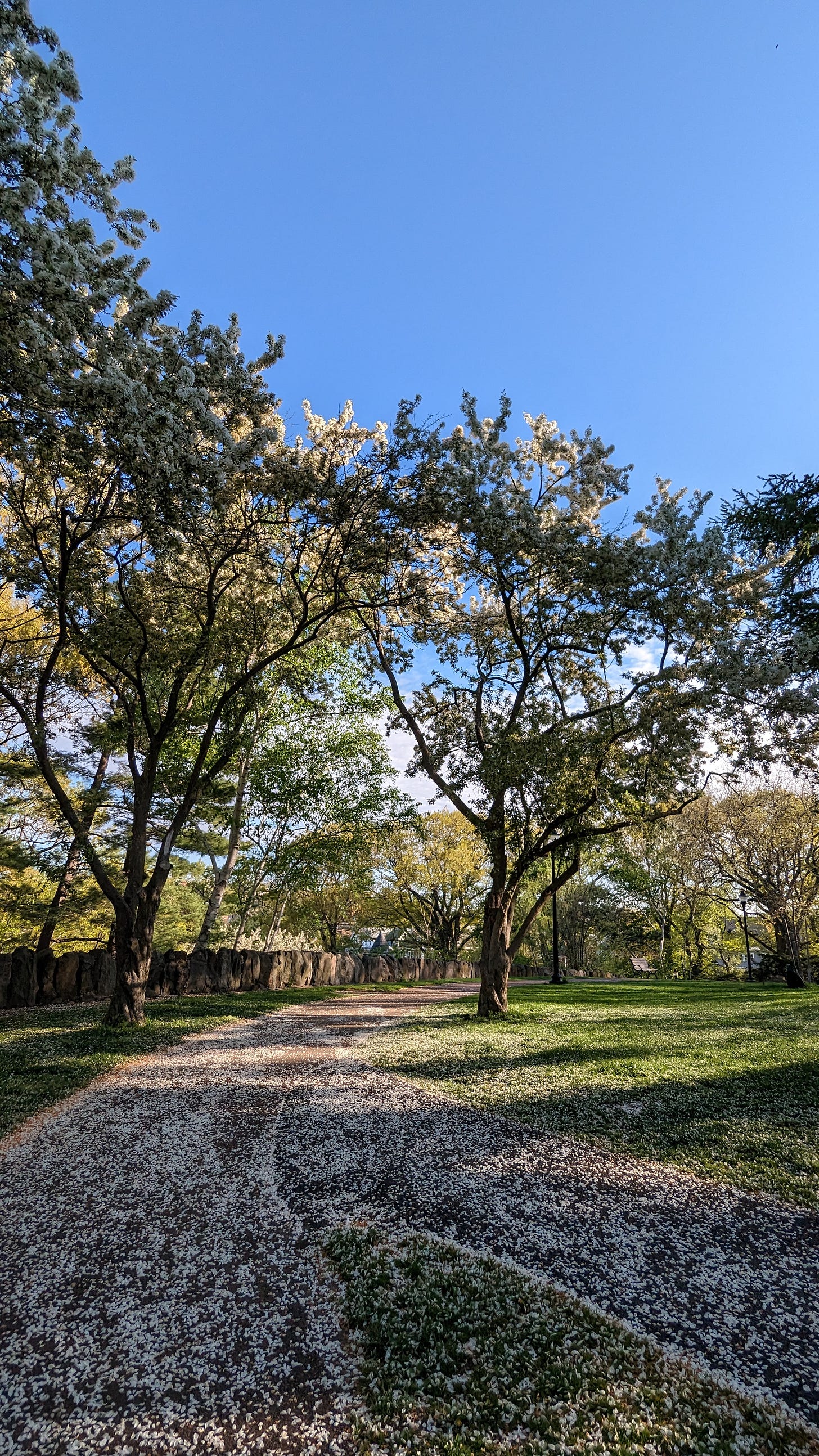 Photo of a park with blooming trees surrounding a sidewalk