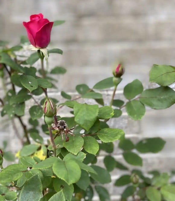 Red rose bud ready to bloom with stone wall in background, green leaves, My Forever Son, Healing After Losing a Child to Suicide