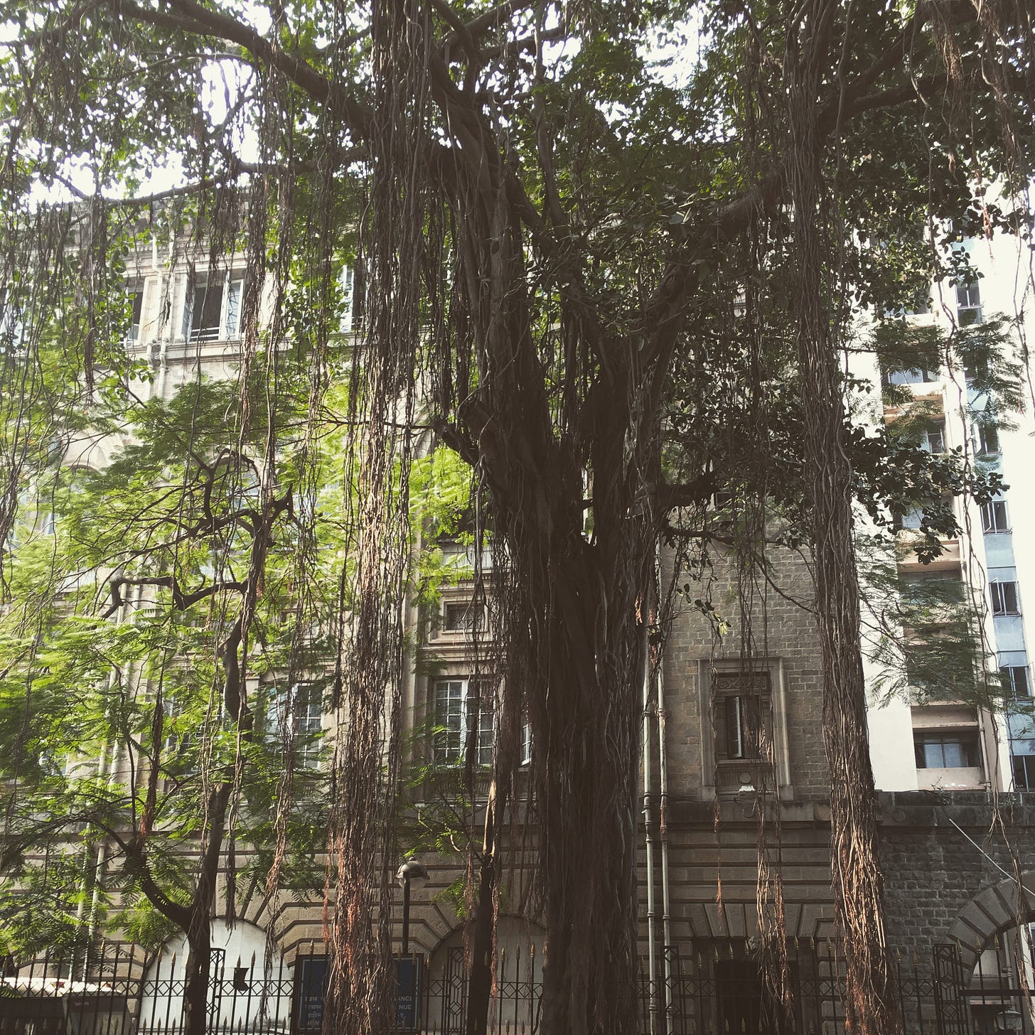 Large banyan tree with hanging roots in Ballard Estate, Mumbai; an old stone building behind it.