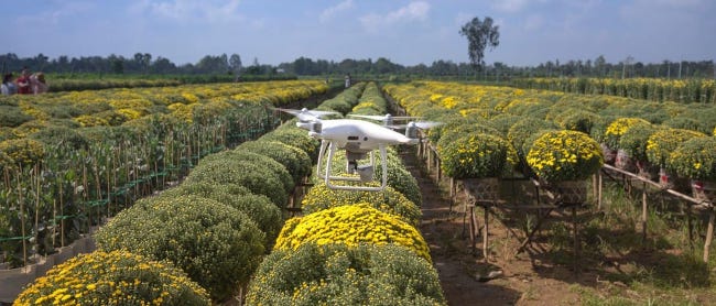 En Égypte, un drone agricole survole en rase-mottes une haie verte aux fleurs jaunes En Égypte, un drone agricole survole en rase-mottes une haie verte aux fleurs jaunes