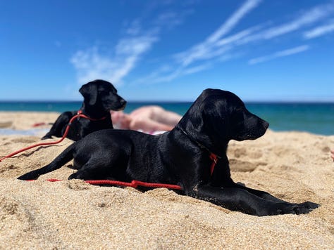 Labradors