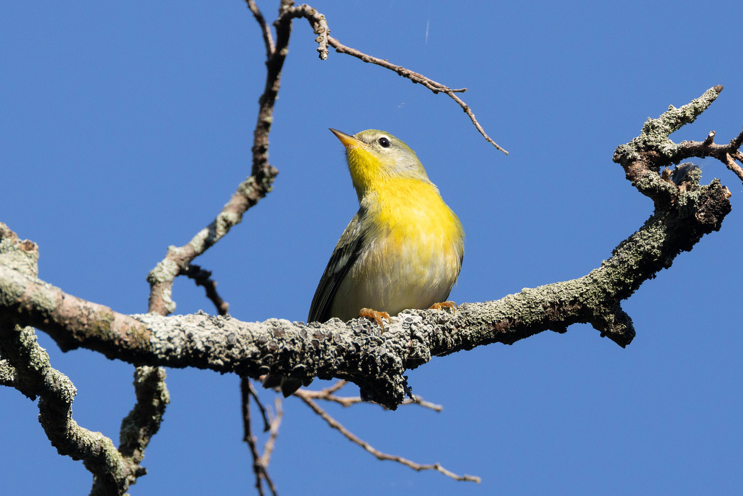 a songbird with a yellow breast up to its throat and a pale blue-gray head with eye arcs, standing above the viewer on a lichen-covered branch with its body facing slightly right but its head facing up and to the left