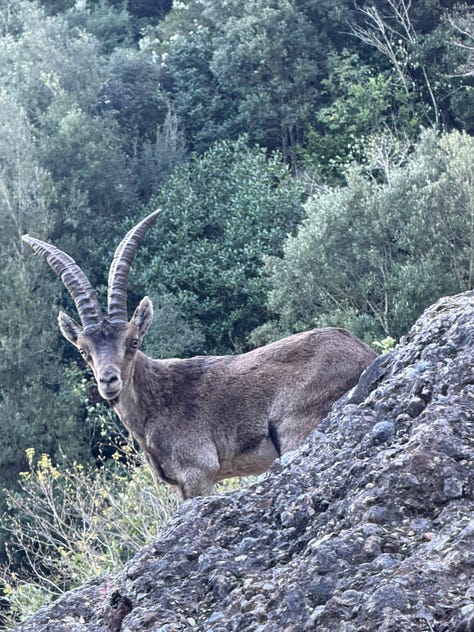 Roca Foradada, Ibex and a helicopter
