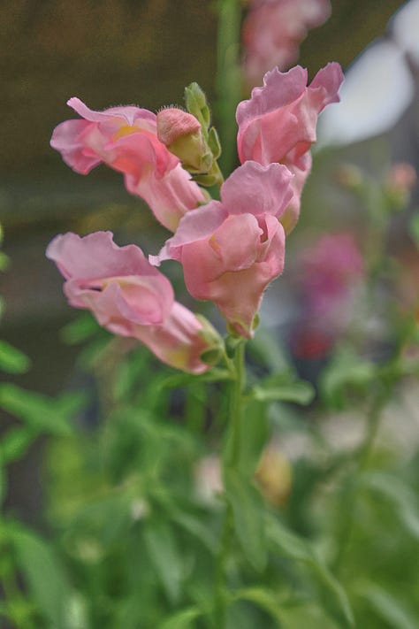 various snapdragon flowers