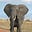 The Elephant in the Room's avatar