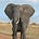 The Elephant in the Room's avatar
