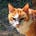Catnip Catnap's avatar
