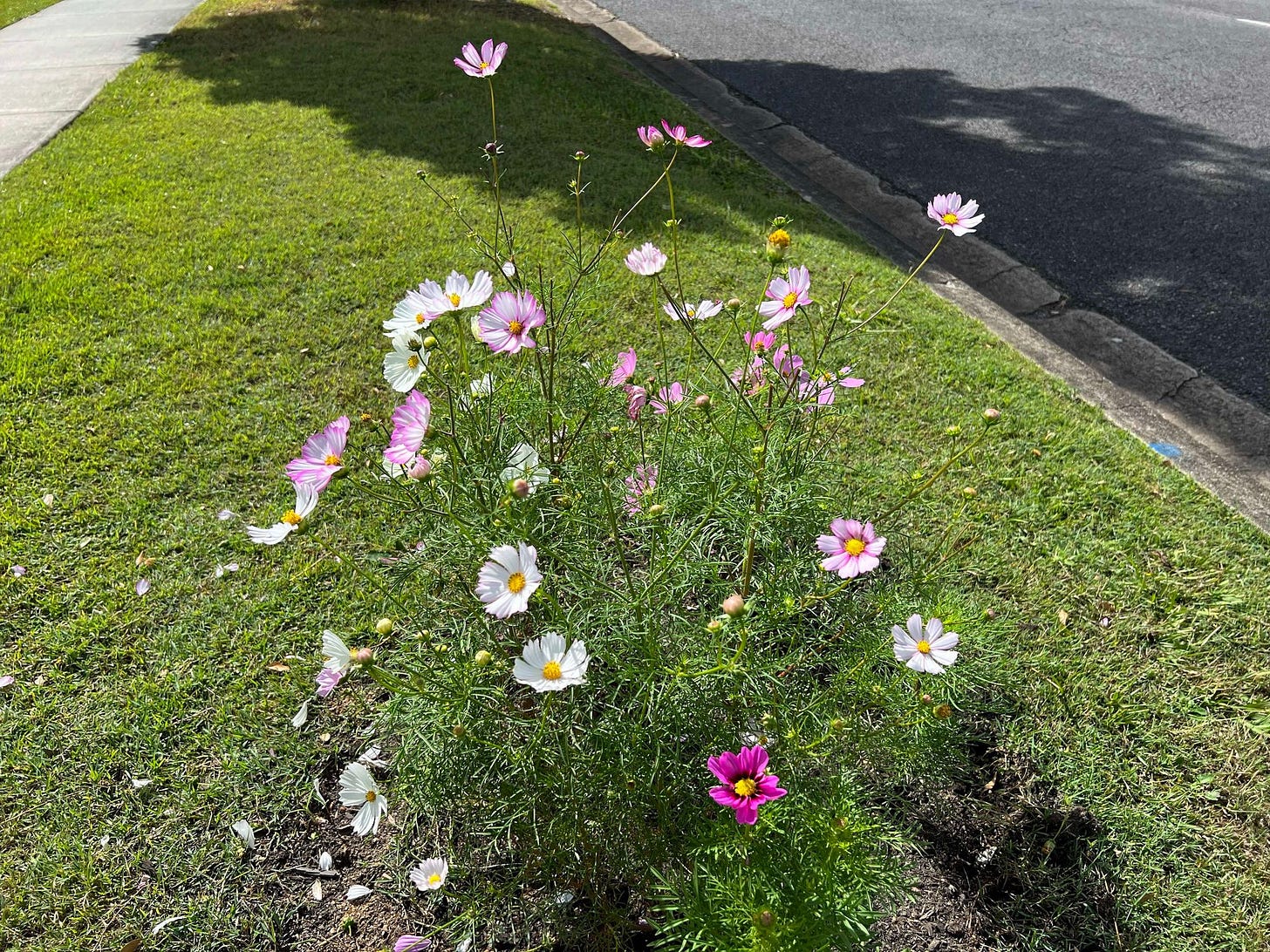 white and pink flowers by the the side of the road