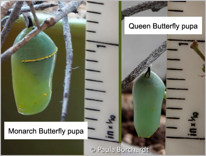 Comparison of the sizes of a Monarch Butterfly pupa and a Queen Butterfly pupa