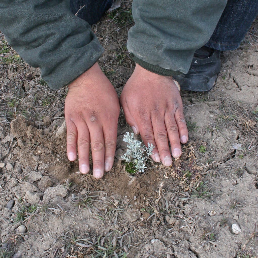 BLM Idaho Partners with Shoshone-Paiute Tribe to Grow Native Plants for Sage-Steppe Restoration BLM Idaho Partners with Shoshone-Paiute Tribe to Grow Native Plants for Sage-Steppe Restoration