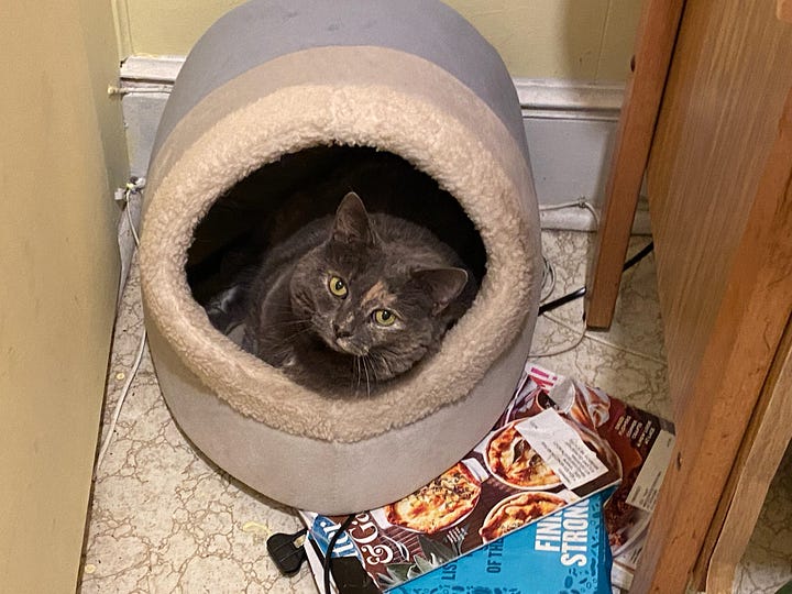 Seven photos of Dilly, a dilute tortoiseshell cat, in various poses.