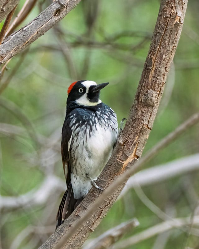 20260422-Chiricahuas-425-Edit.jpg