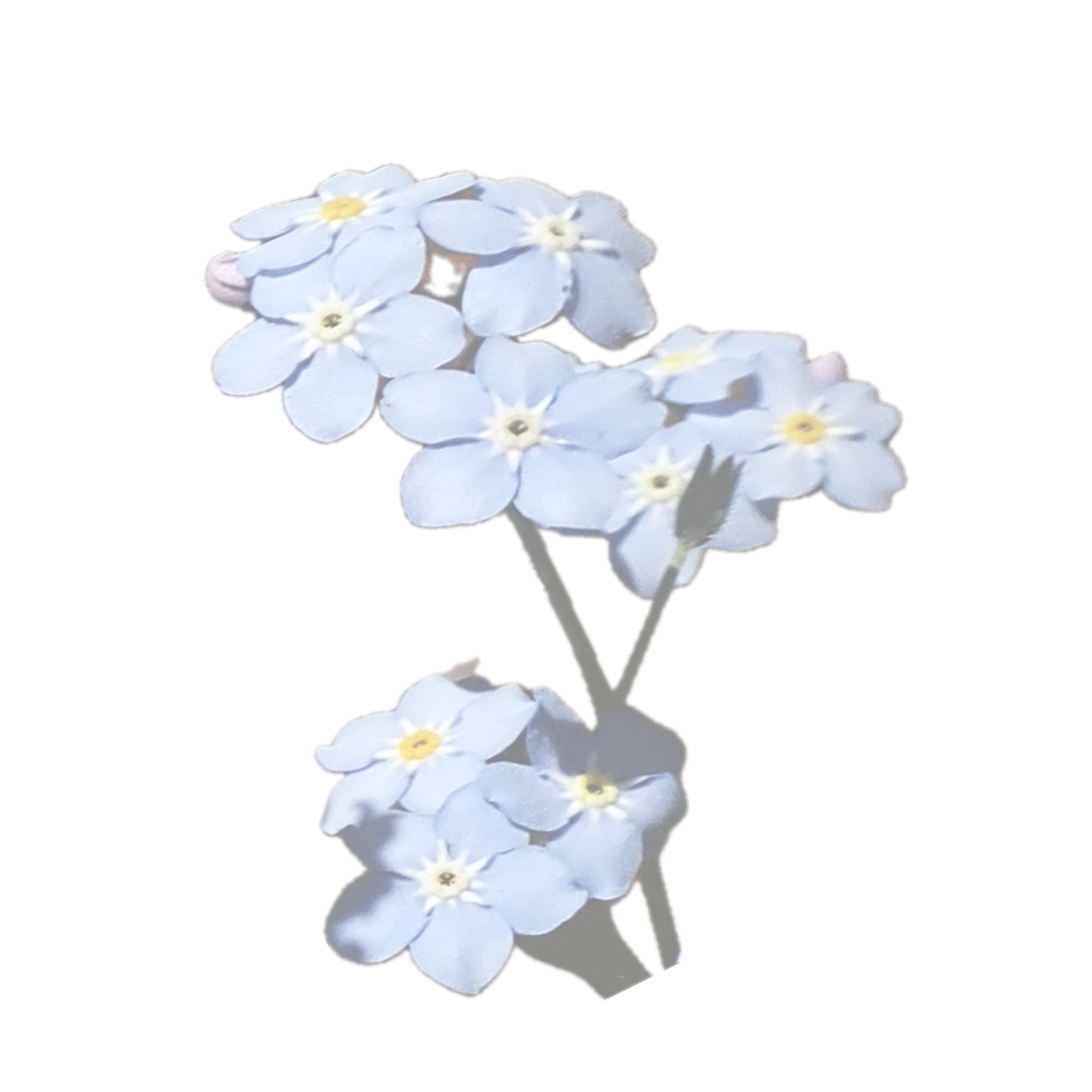 A semi-transparent, blue bunch of periwinkle flowers