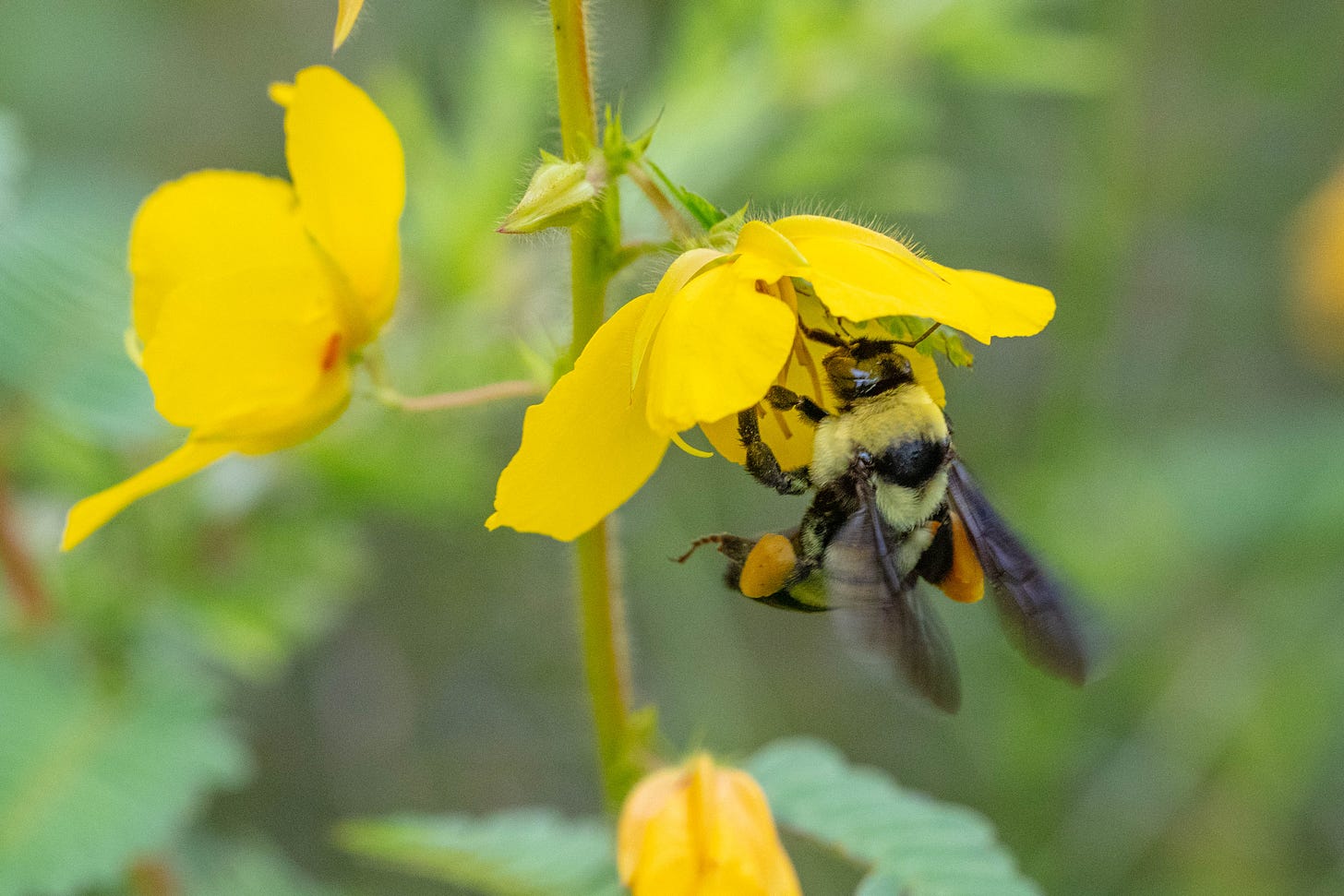 Large bumblebee visiting yellow flower