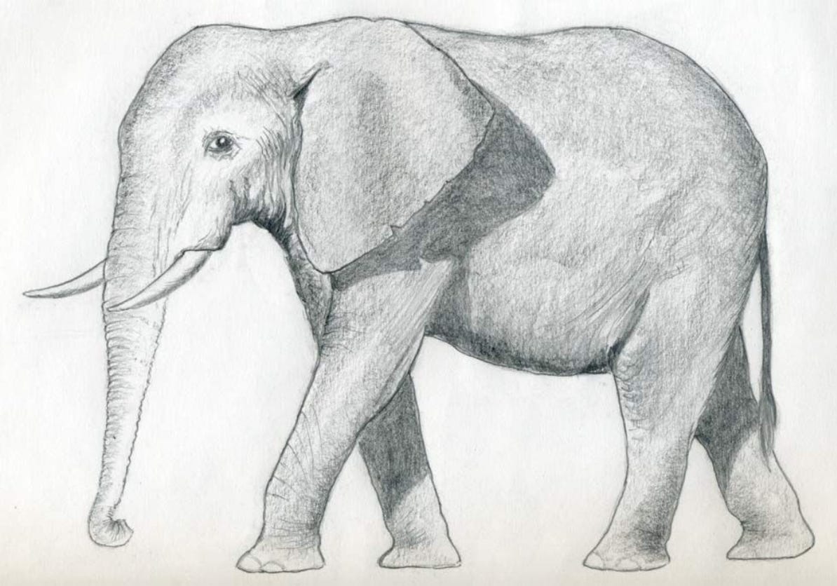 An image of a very accurate and detailed hand-drawn elephant