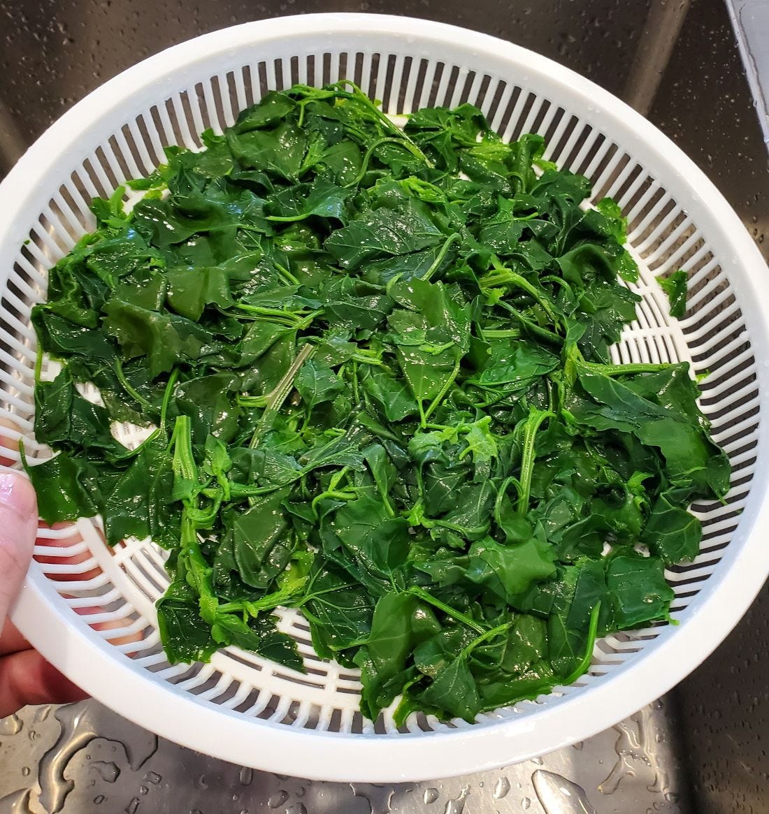 Chenopodium album [Boiled] 20221214_135038 sml.jpg
