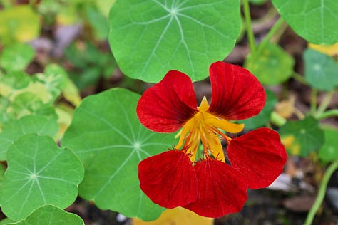 nasturtium flowers