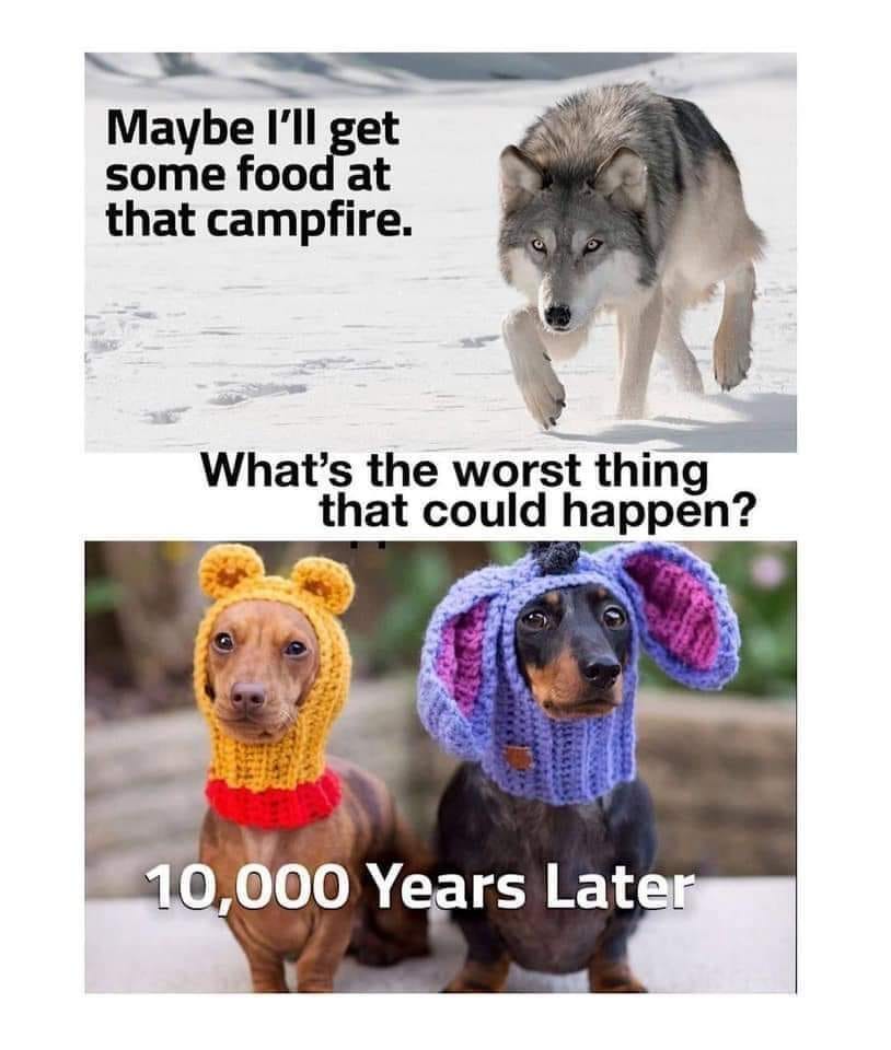 Unsuspecting wolf turn to doggos : r/meme
