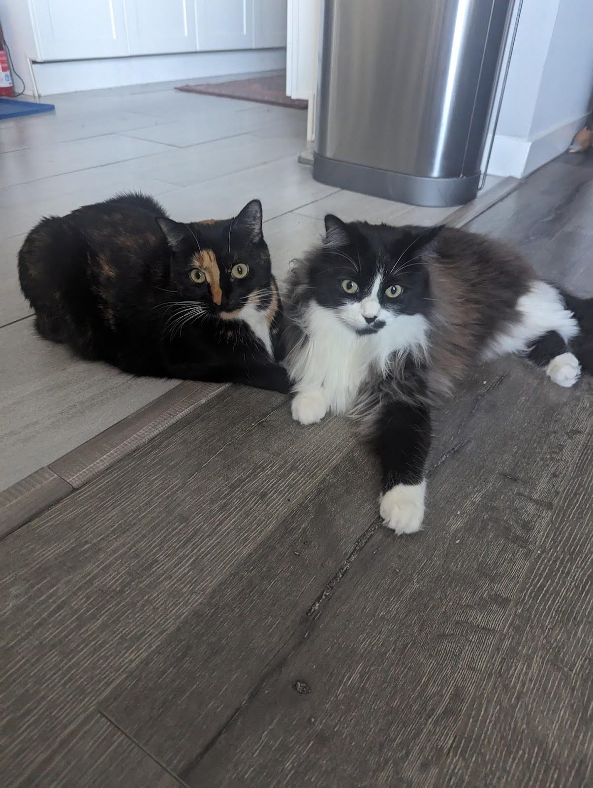 The two cutests cats in the world lay on the floor next to each other and look at the camera