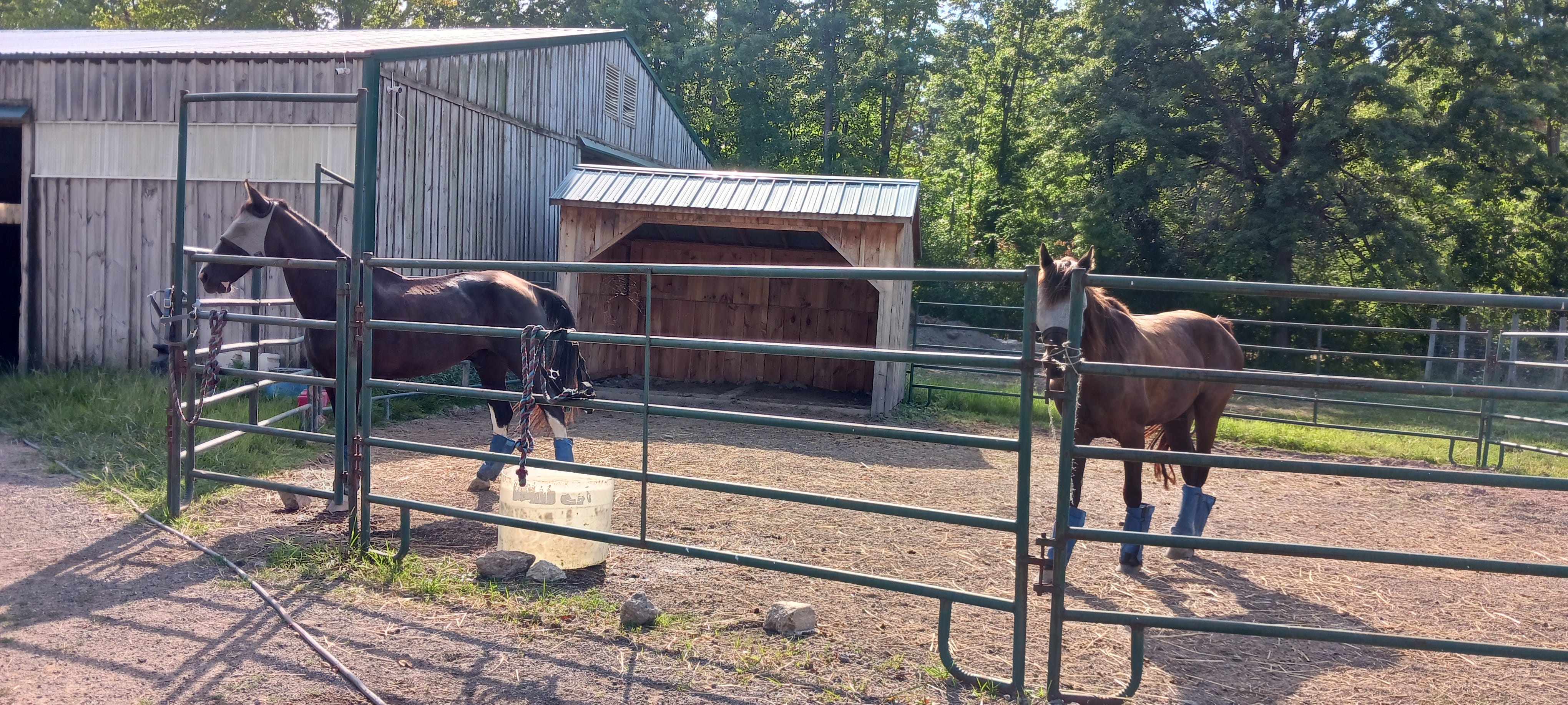 White Oak Farm and Niagara Falls - by Elise Stassart