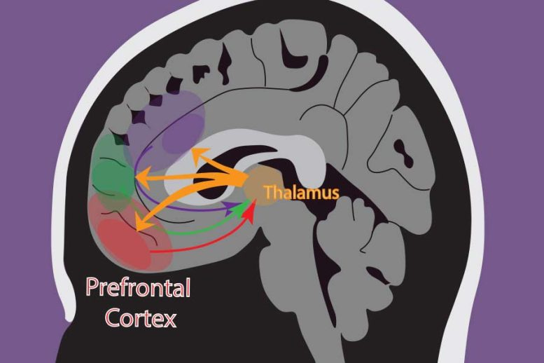 Thalamus médiodorsal