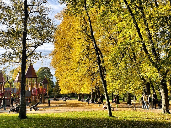 a playground and colorful trees