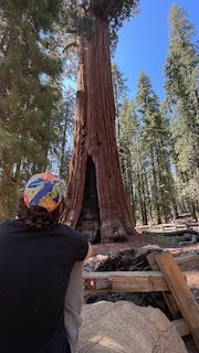 5 photos of Giant Sequoia Trees including General Sherman and an informational plaque 'A Burning Threat' depicting a map of each of the fires causing loss of the Sequoia trees.