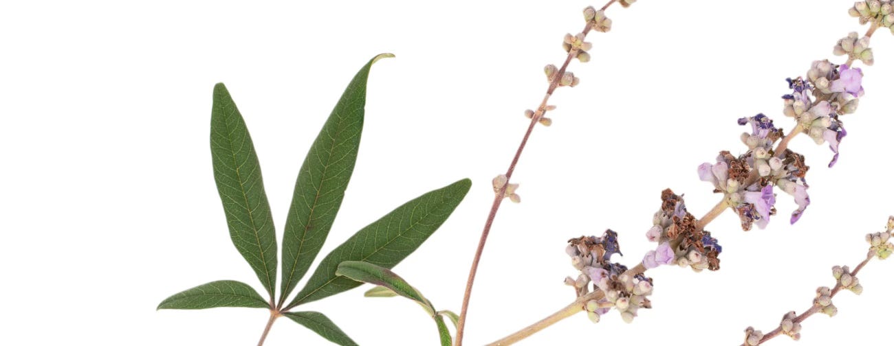 Chaste tree (Vitex agnus-castus), notes on a woman's herb in a warming climate