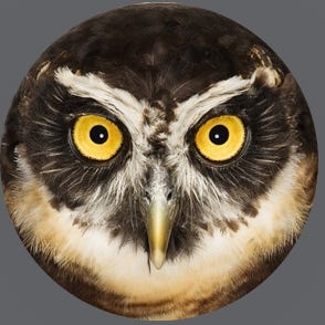 Artwork for Letters to the Valley County Electorate