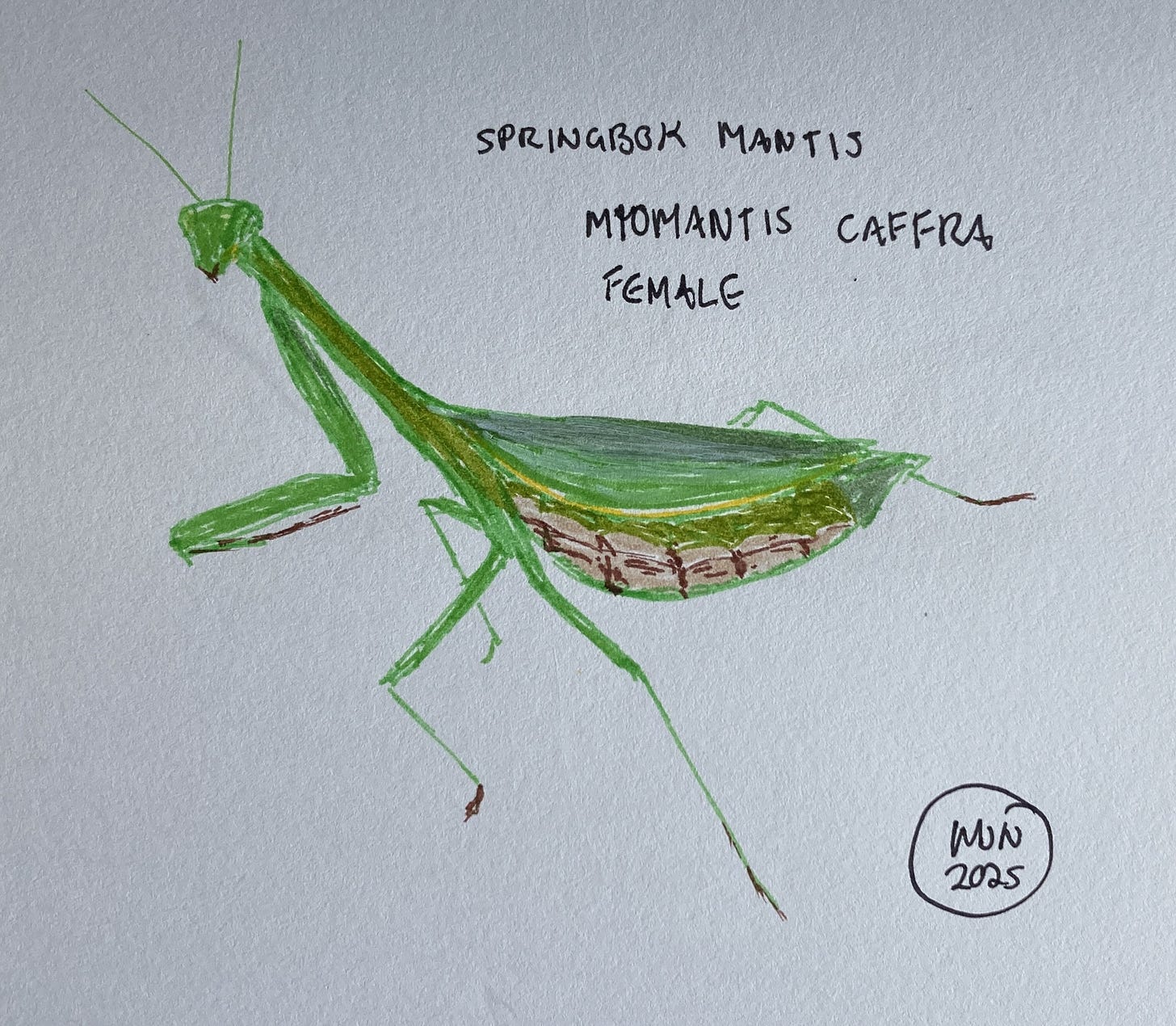 Felt pen drawing of a female Springbok mantis, Miomantis caffra, with a narrow thorax and swollen abdomen